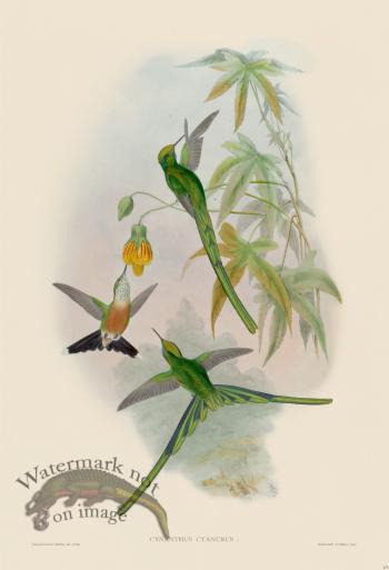 Gould Hummingbird 173